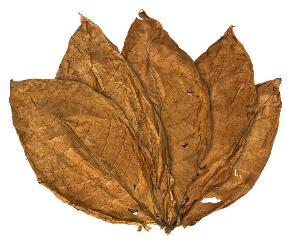 Orient Samsoun Tabakblätter Rohtabak 6kg