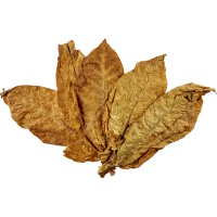 Nahaufnahme des Rohtabaks.