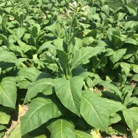 Tabaksamen Orient Baffra Basma