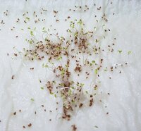 Tabaksamen Orient Xanthi