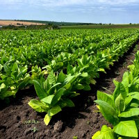 Orient Samsoun Select Rohtabak 1kg