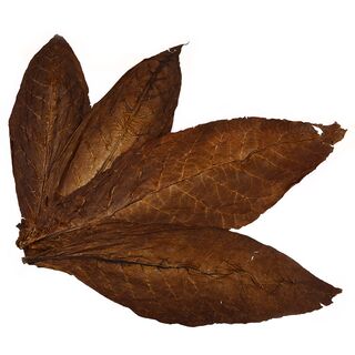 Kentucky Fire Cured Rohtabakblätter für die Herstellung...