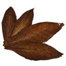 Kentucky Fire Cured Rohtabakbltter fr die Herstellung...